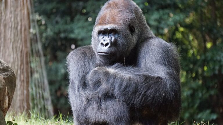 Who would win in a fight between 100 men and 1 gorilla?