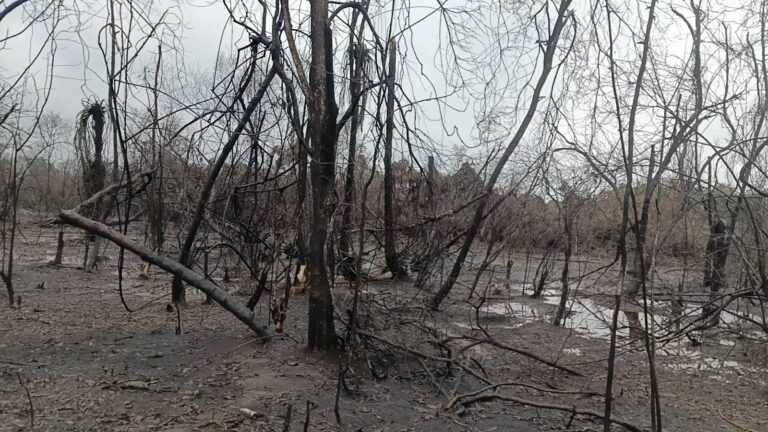 Black Gold, bleak future: Rivers communities on the edge despite hosting NNPCL oil wells