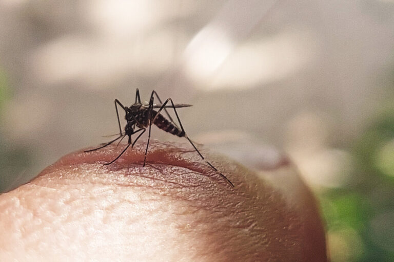 Amid Lassa fever outbreak, Edo confirms 86 cases of dengue fever