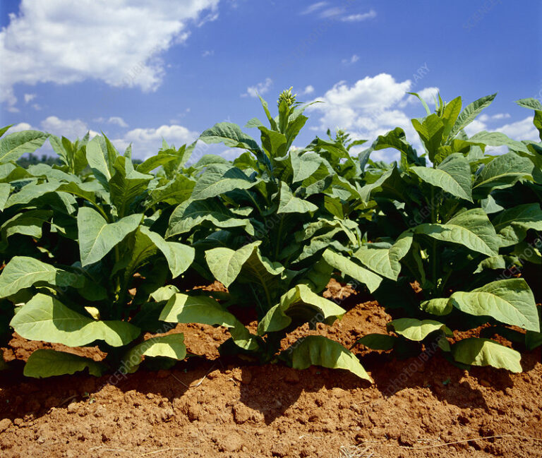 Nigeria’s health financing: Lessons from Canada’s $32.5bn tobacco settlement
