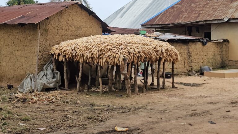 Harvest amid hardship: Full barns, empty pockets