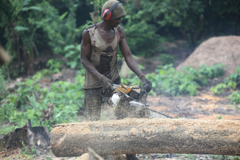 Despite ban, illegal logging ravages Cross River’s last rainforest