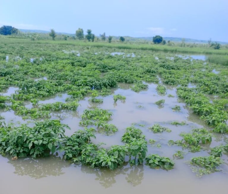 Closing the climate info gap for Sokoto rice farmers