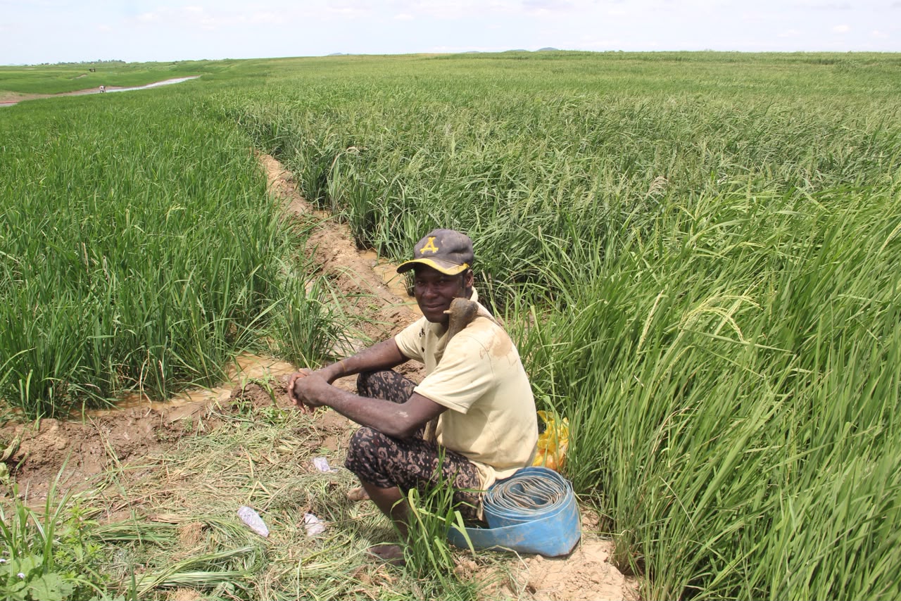 Muhammad Ahmad on his farm in Old Tondi, Kebbi State. He says shrinking water supplies have made farming increasingly unpredictable, threatening his family's livelihood.