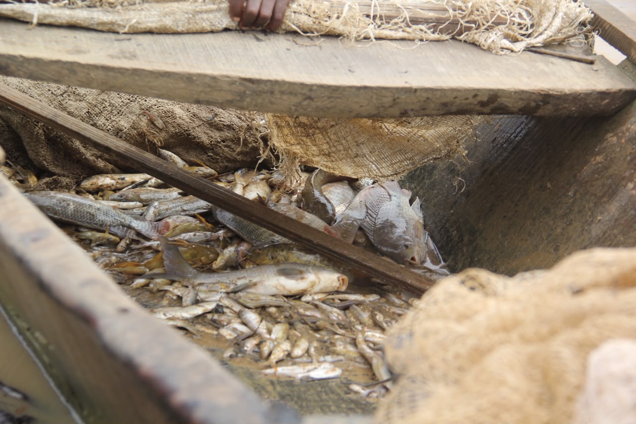 Another fisherman's catch after spending hours on the River