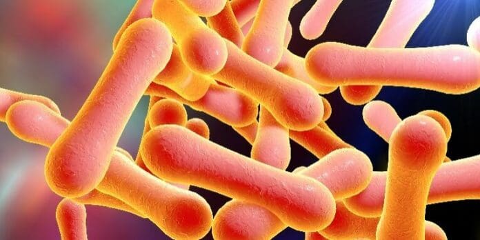 Corynebacterium diphtheriae. Photo: National Foundation for Infectious Disease